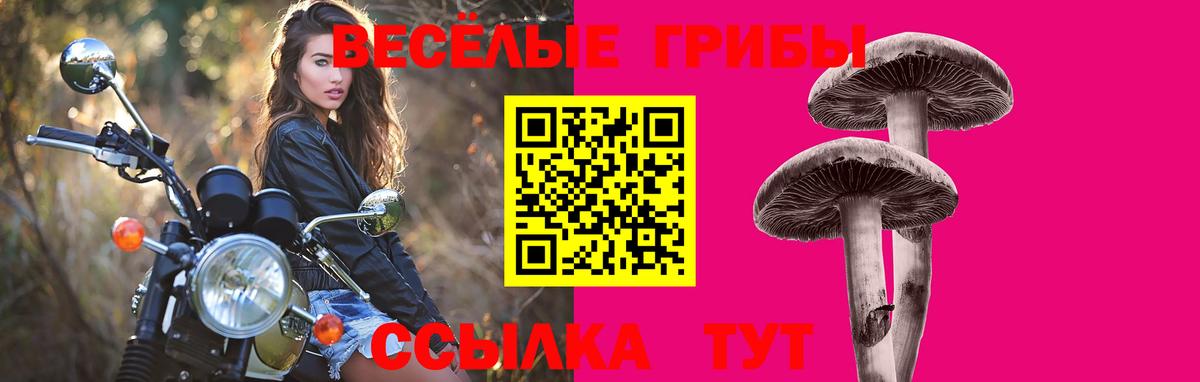 Псилоцибиновые грибы Psilocybine cubensis Октябрьский